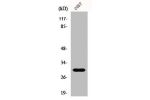 Western Blot analysis of COS7 cells using GCSm-? Polyclonal Antibody