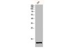 Western Blot analysis of 293 cells using Ghrelin Polyclonal Antibody