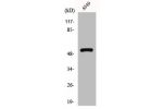 Western Blot analysis of A549 cells using GIPR Polyclonal Antibody