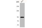 Western Blot analysis of HepG2 cells using GIT1 Polyclonal Antibody
