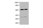 Western blot<br />All lanes : Canine IgG antibody at 2ug/ml<br />
Lane 1 : Canine IgG protein 70ng<br />
Lane 2 : Canine IgG protein 50ng<br />
Secondary<br />
Goat polyclonal to Rabbit IgG at 1/50000 dilution
