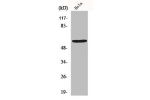 Western Blot analysis of HuvEC cells using GM2/GD2 synthase Polyclonal Antibody