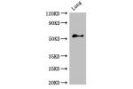 Western Blot<br />
Positive WB detected in:Rat lung tissue<br />
All lanes:BMPR1B antibody at 2.4