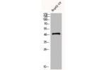 Western Blot analysis of HEPG2-UV cells using GPR120 Polyclonal Antibody
