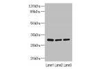 Western blot<br />
All lanes: BPGM antibody at 2.87ug/ml<br />
Lane 1 : Human placenta tissue<br />
Lane 2 : Hela whole cell lysate<br />
Lane 3 : A549 whole cell lysate<br />
 Goat polyclonal to Rabbit IgG at 1/10000 dilution<br />
Predicted band size: 3