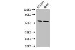 Western Blot<br />
Positive WB detected in:HEK293 whole cell lysate,THP-1 whole cell lysate<br />
All lanes:BPI antibody at 4ug/ml<br />
Secondary<br />
Goat polyclonal to rabbit IgG at 1/50000 dilution<br />
Predicted band size: 54 kDa<br />
Observed ban