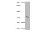 Western blot<br />
All lanes:Lys-63-specific deubiquitinase BRCC36 antibody at 2ug/ml+Hela whole cell lysate<br />
Secondary<br />
Goat polyclonal to Rabbit IgG at 1/15000 dilution<br />
Predicted band size: 37,34,24,29 kDa<br />
Observed band size: 36 kD