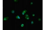 Immunofluorescent analysis of MCF-7 cells using CSB-PA002802LA01HU at a dilution of 1:100 and Alexa Fluor 488-congugated AffiniPure Goat Anti-Rabbit IgG(H+L)