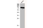 Western Blot analysis of HuvEc cells using GRK 2 Polyclonal Antibody