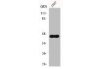 Western Blot analysis of COS7 cells using GRP1 Polyclonal Antibody