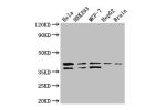 Western Blot<br />
Positive WB detected in:Hela whole cell lysate,HEK293 whole cell lysate,MCF-7 whole cell lysate,HepG2 whole cell lysate,Mouse brain tissue<br />
All lanes: BUB3 antibody at 3.4ug/ml<br />
Secondary<br />
Goat polyclonal to rabbit IgG at