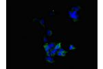 Immunofluorescent analysis of 293 cells using CSB-PA002887ESR1HU at a dilution of 1:100 and Alexa Fluor 488-congugated AffiniPure Goat Anti-Rabbit IgG(H+L)