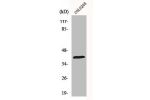 Western Blot analysis of COLO205 cells using HSP40 Polyclonal Antibody