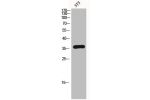 Western Blot analysis of 3T3 cells using ICAD Polyclonal Antibody
