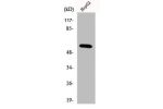 Western Blot analysis of HepG2 cells using IRTKS Polyclonal Antibody