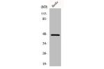Western Blot analysis of Jurkat cells using LASS4 Polyclonal Antibody