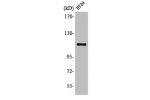 Western Blot analysis of HT29 cells using Lfc Polyclonal Antibody