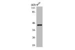 Western Blot analysis of MCF7 cells using LPAAT-d Polyclonal Antibody