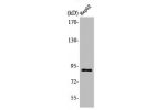 Western Blot analysis of 293 cells using M-cadherin Polyclonal Antibody