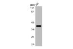 Western Blot analysis of 293 cells using MEK-4 Polyclonal Antibody