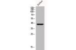 Western Blot analysis of Jurkat cells using MKP-1 Polyclonal Antibody