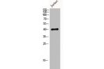 Western Blot analysis of Jurkat cells using MKP-1/2 Polyclonal Antibody