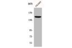 Western Blot analysis of COS7 cells using MRP7 Polyclonal Antibody