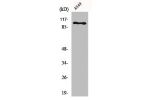 Western Blot analysis of A549 cells using Na+/K+-ATPase a1 Polyclonal Antibody