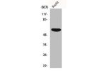 Western Blot analysis of 293 cells using OY-TES-1 Polyclonal Antibody