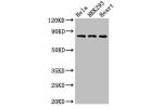 Western Blot<br />
Positive WB detected in:Hela whole cell lysate,HEK293 whole cell lysate,Rat heart tissue<br />
All lanes:C1R antibody at 3