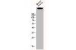 Western Blot analysis of MOUSE-BRAIN cells using p300 Polyclonal Antibody