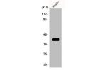 Western Blot analysis of HuvEc cells using p39 Polyclonal Antibody