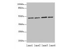 Western blot<br />
All lanes: EVA1C antibody at 5ug/ml<br />
Lane 1 : Hela whole cell lysate<br />
Lane 2 : Jurkat whole cell lysate<br />
Lane 3 : 293T whole cell lysate<br />
Lane 4 : HL60 whole cell lysate<br />
Secondary<br />
Goat polyclonal to Rabbi