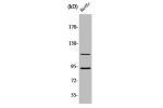 Western Blot analysis of HepG2 cells using PITSLRE Polyclonal Antibody