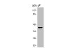 Western Blot analysis of 293 cells using PRAS40 Polyclonal Antibody
