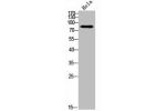 Western Blot analysis of MOUSE-BRAIN cells using Raf-B Polyclonal Antibody