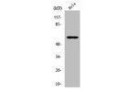 Western Blot analysis of HeLa cells using Raf-B Polyclonal Antibody
