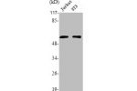 Western Blot analysis of NIH-3T3 K562 Jurkat cells using Rak Polyclonal Antibody