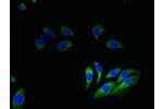 Immunofluorescent analysis of A549 cells using CSB-PA00395A0Rb at a dilution of 1:100 and Alexa Fluor 488-congugated AffiniPure Goat Anti-Rabbit IgG(H+L)