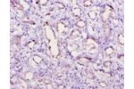 Immunohistochemistry of paraffin-embedded human kidney using CSB-PA003995YA01PI at dilution of 1:10