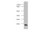 All lanes: Cytochrome c oxidase subunit 5A, mitochondrial antibody at 2ug/ml+293T whole cell lysate<br />
Secondary<br />
Goat polyclonal to Rabbit IgG at 1/15000 dilution<br />
Predicted band size: 16.5 kDa<br />
Observed band size: 16.5kDa<br />