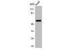 Western Blot analysis of HepG2 cells using TCP-1 ? Polyclonal Antibody