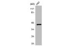 Western Blot analysis of COS7 cells using TF Polyclonal Antibody
