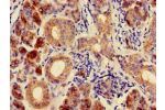 Immunohistochemistry of paraffin-embedded human salivary gland tissue using CSB-PA004377LA01HU at dilution of 1:100