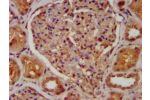 IHC image of CSB-PA004390LA01HU diluted at 1:400 and staining in paraffin-embedded human kidney tissue performed on a Leica BondTM system. After dewaxing and hydration, antigen retrieval was mediated by high pressure in a citrate buffer (pH 6.0). Section 