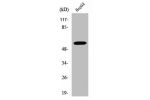 Western Blot analysis of HepG2 cells using V-ATPase B1 Polyclonal Antibody