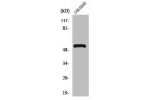 Western Blot analysis of HepG2 cells using V-ATPase H Polyclonal Antibody