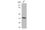 Western Blot analysis of COS7 cells using VEGF-D Polyclonal Antibody