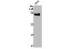 Western Blot analysis of K562 cells using XE7 Polyclonal Antibody