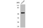 Western Blot analysis of COLO205 cells using XPLN Polyclonal Antibody